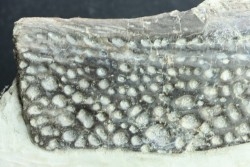 crocodile scute: GONIOPHOLIS SIMUS - Berriasian - lieu dit "Champblanc", Cherves-de-cognac, FRANCE