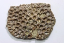 crocodile tooth and scute: GONIOPHOLIS SIMUS - Berriasian - lieu dit "Champblanc", Cherves-de-cognac, FRANCE