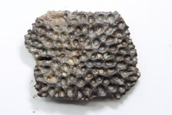 crocodile tooth and scute: GONIOPHOLIS SIMUS - Berriasian - lieu dit "Champblanc", Cherves-de-cognac, FRANCE