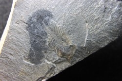 Marrella splendens - cambrien moyen - Burgess Shale - Burgess, British Colombia, CANADA