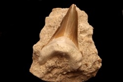 dent de requin: CARCHAROCLES SOKOLOVI Barthonien (éocène) Boujdour, maroc