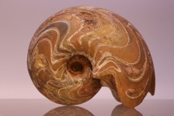 gros specimen de goniatite: MANTICOCERAS SINUOSUM - dévonien sup.- Erfoud, Maroc