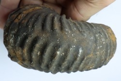 Newboldiceras asiaticum (pathologique) - Cenomanien - Atsimo- Andrefana, Madagascar