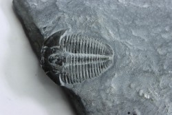 ELRATHIA KINGI - Wheeler fmt - M. cambrian - Wheeler ,Utah ,USA