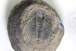 LABIOSTRIA WESTROPI - upper Cambrium - British Colombia, CANADA