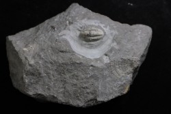 CUMMINGELLA JONESII - Tournaisien, Carbonifère - Belgique