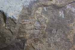 Diacanthaspis (Acanthalomina) minuta - Silurian - Czech Republic