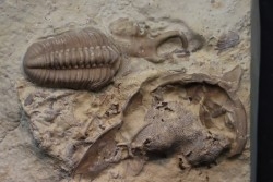 Trilobites association, Lochkovian stage, (lower devonian) - haragan FMT - Oklahoma - USA