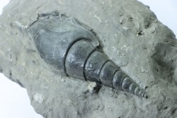 Tibia ordalensis - Langhien  - Autriche