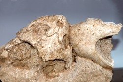 turtle skull and jaw:  bothremys sp.