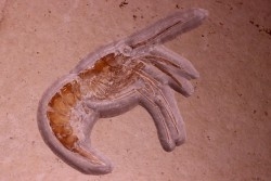 Aeger tipularis - Jurassique supérieur - Solnhofen, Allemagne