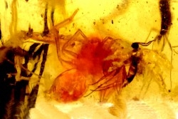 Copal: Araignées (dont une rouge), Diptères  - Pliocène à holocène - Antsiranana, Madagascar