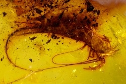 insect: Archaeognathe