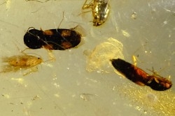 Copal: Coléoptère (dont 1 Elateridae) + Diptères - Pliocène à holocène - Antsiranana, Madagascar