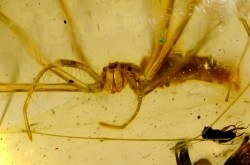 Copal: Araignée (Deinopidae) + Guêpe + Diptères - Pliocène à holocène - Antsiranana, Madagascar