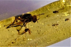 Copal: Diptères - Pliocène à holocène - Antsiranana, Madagascar