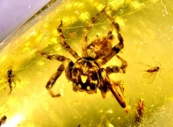 Copal: Araignée (dont 1 Salticidae !) + Diptères - Pliocène à holocène - Antsiranana, Madagascar