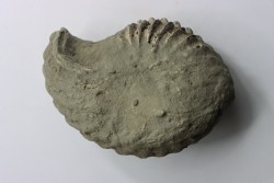 Nodule d'HOPLITE à dégager - albien moyen - ancienne carrière Courcelles - Aube - France