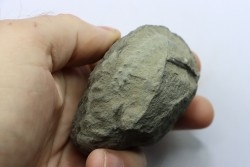 Nodule d'HOPLITE à dégager - albien moyen - ancienne carrière Courcelles - Aube - France