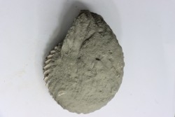 Unprepared Hoplite -  - albian - old quarry Courcelles - Aube - France