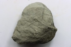 Unprepared Hoplite -  - albian - old quarry Courcelles - Aube - France