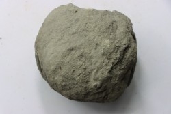 Nodule d'HOPLITE à dégager - albien moyen - ancienne carrière Courcelles - Aube - France