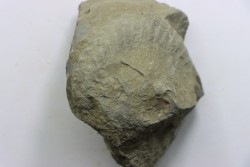 Unprepared Hoplite -  - albian - old quarry Courcelles - Aube - France