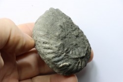 Unprepared Hoplite -  - albian - old quarry Courcelles - Aube - France