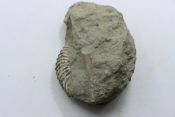 Nodule d'HOPLITE à dégager - albien moyen - ancienne carrière Courcelles - Aube - France