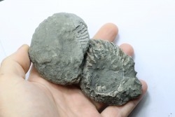 Nodule d'HOPLITE à dégager - albien moyen - ancienne carrière Courcelles - Aube - France