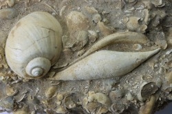 Semiterrebellum marceauxi  and Ampullina semi patula