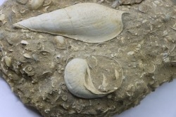 Fond marin de l'éocène du bassin parisien: Semiterrebellum et Ampullina - Thanétien - Cauroy lès Hermonville. - FRANCE