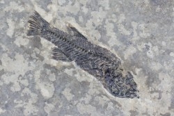PROLEBIAS GORETI - Oligocene - Provence - France