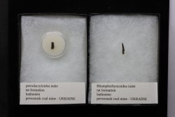 Ptérosaures: Pterodactyloidae indet. & Rhamphohyncoidae indet. - Itat fmt - Bathonien - Bevezovsk coal mine, Russie