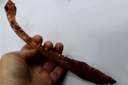 Mandibule DE CROCODILE:  Laganosuchus maghrebensis - Cenomanien - Kem Kem , begaa prés de Taouz, MAROC