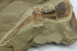 Enorme Xiphosurida ind. - Ordovicien - Fezouata formation - Zagora, Maroc