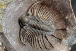 LICHAS: belenopygidae, nov. gen. / nov. sp. - eifelien - Jorf - Maroc