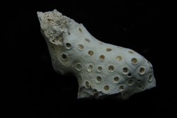 ASTRHELIA PALMATA - Miocene - Maryland - USA