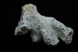 ASTRHELIA PALMATA - Miocène - Maryland - USA