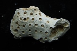 ASTRHELIA PALMATA - Miocène - Maryland - USA