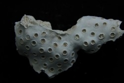 ASTRHELIA PALMATA - Miocène - Maryland - USA