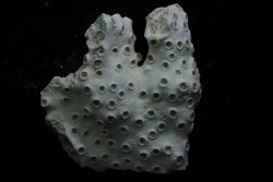 ASTRHELIA PALMATA - Miocène - Maryland - USA