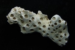 ASTRHELIA PALMATA - Miocene - Maryland - USA