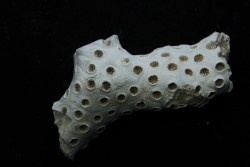 ASTRHELIA PALMATA - Miocene - Maryland - USA
