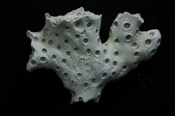 ASTRHELIA PALMATA - Miocène - Maryland - USA