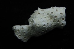 ASTRHELIA PALMATA - Miocene - Maryland - USA