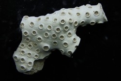 ASTRHELIA PALMATA - Miocène - Maryland - USA
