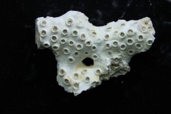 ASTRHELIA PALMATA - Miocene - Maryland - USA