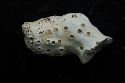 ASTRHELIA PALMATA - Miocène - Maryland - USA