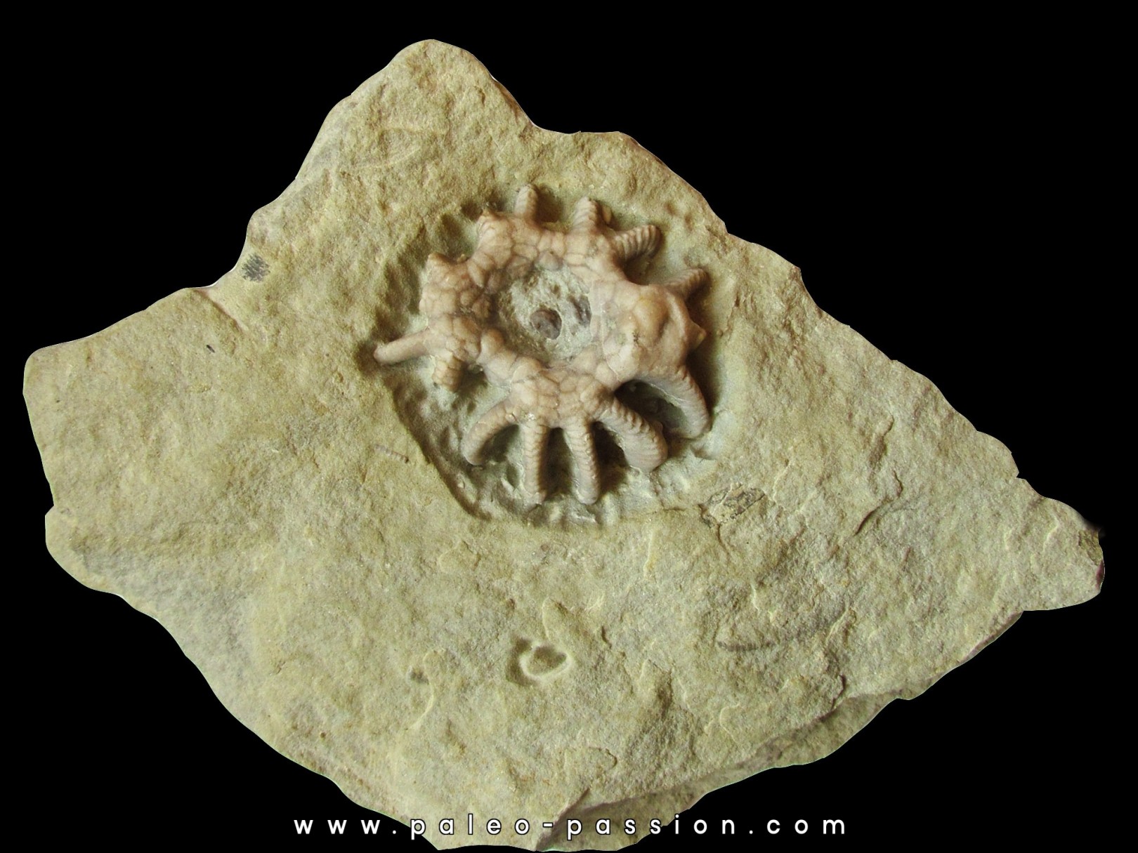 Agaricocrinus spendens Agaricocrinus spendens